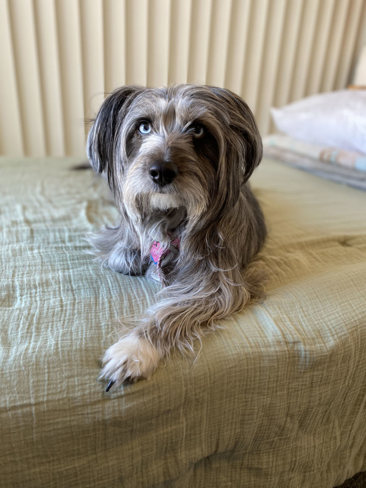 Sofie
